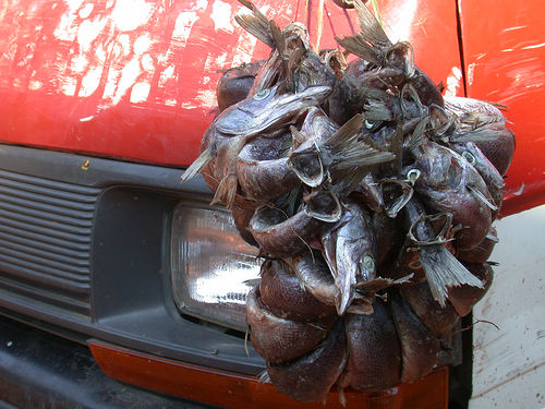 Dried fish, Lates stappersii known in Tanzania as "mikebuka". This species is endemic to Lake Tanganyika. 