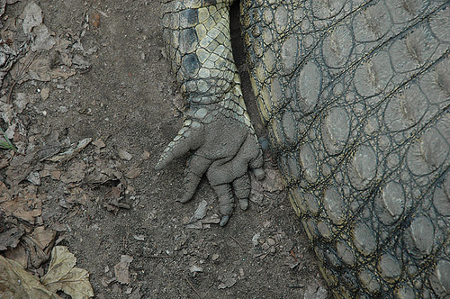 The hand of a crocodile at the Musee Vivant in Bujumbura. Urban legend has it in the countries surrounding Lac Tanganyika that within the lake lives a 30m crocodile known as Gustav. He is reported to have eaten over 100 people drowning after a ferry capsized en route to Burundi from Tanzania. 